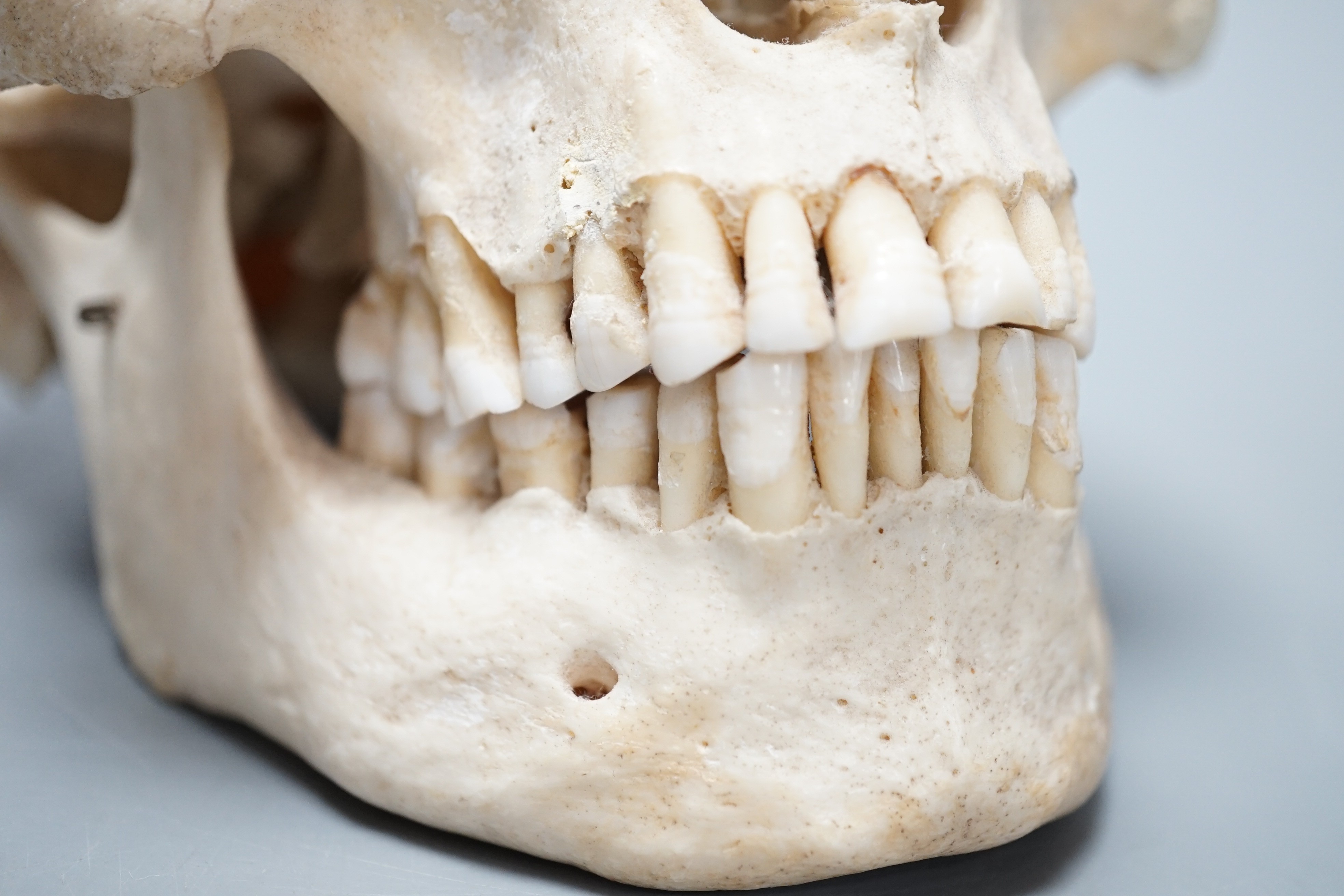 A human skull with removable cranium and spring loaded jaw 15.5cm